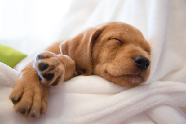 Cute Dog Logo (1920 × 1820 px) (1920 × 1700 px) (600 × 400 px)