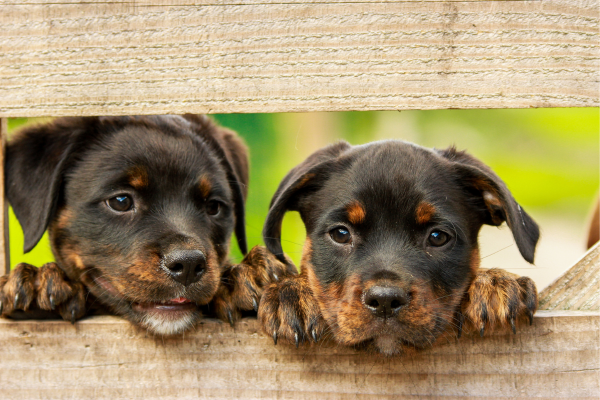 Cute Dog Logo (1920 × 1820 px) (1920 × 1700 px) (600 × 400 px)(1)