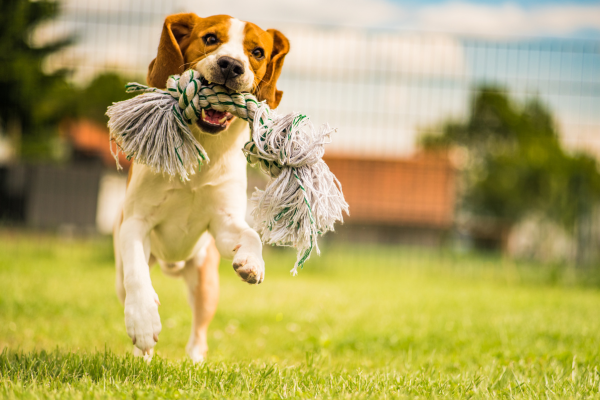 Cute Dog Logo (1920 × 1820 px) (1920 × 1700 px) (600 × 400 px)(3)
