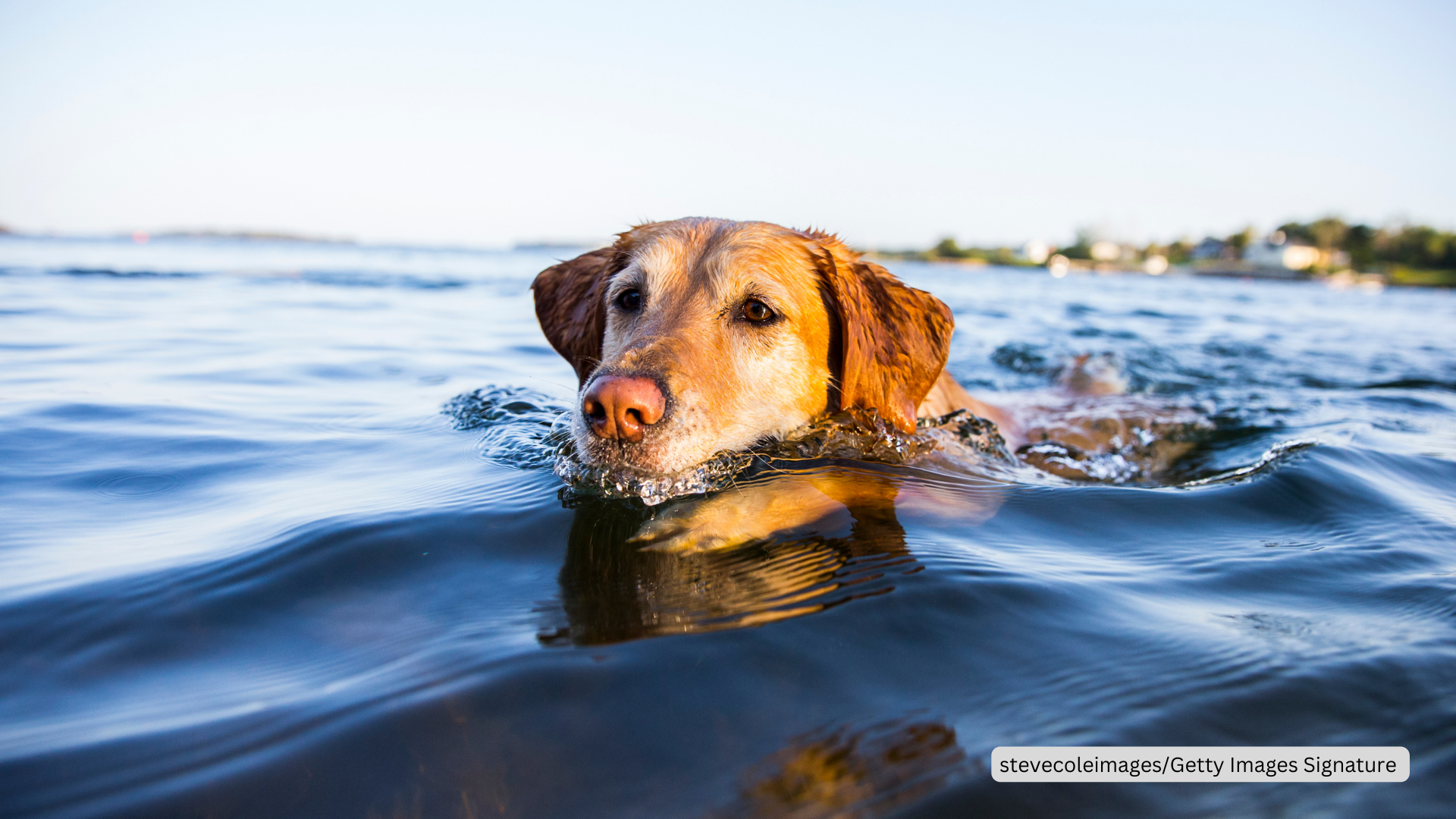 Schwimmender Hund